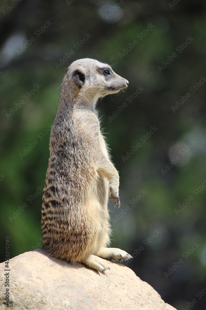 Fototapeta premium meerkat on guard