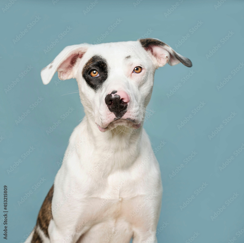 one mixed breed dog looking at the camera by a blue background