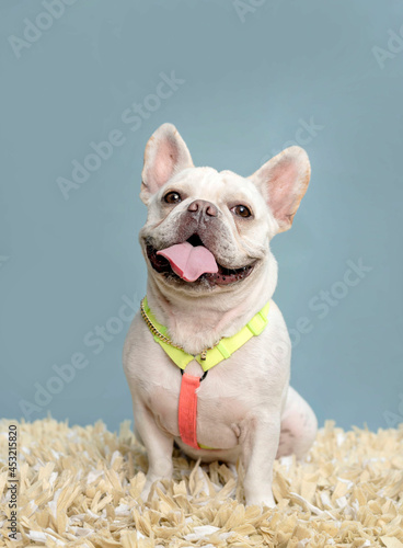 one white bulldog posing for the camera with the tongue out by a blue background