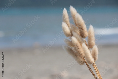 Grase reeds in the wind at beach