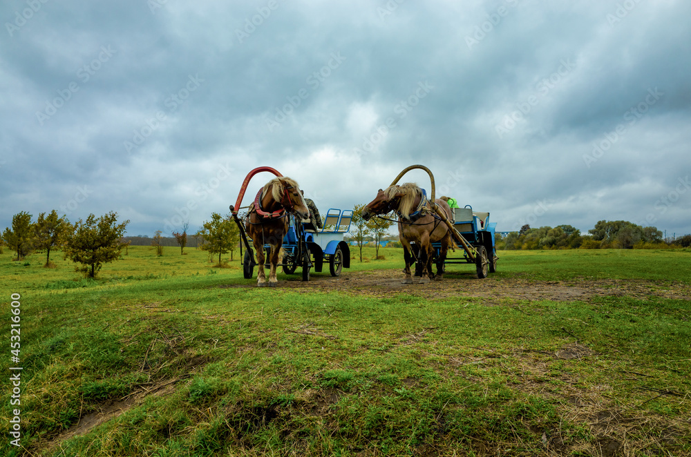 Harnessed horses in a cart. Pair of horses in Bogolyubovo, Vladimir region