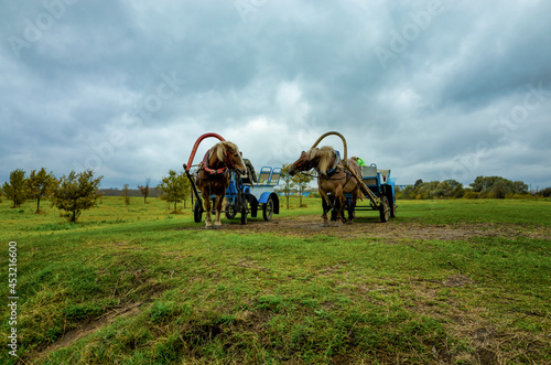 Obraz na płótnie Harnessed horses in a cart. Pair of horses in Bogolyubovo, Vladimir region w salonie