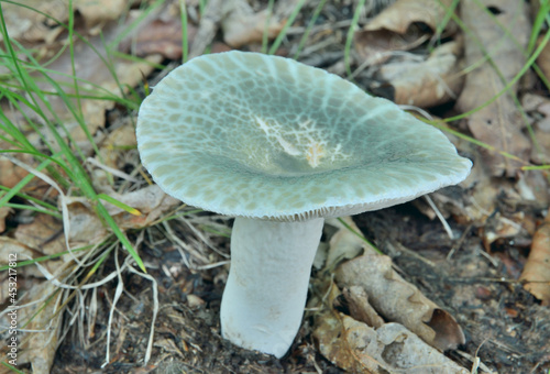 Edible mushroom russula (Russula virescens)