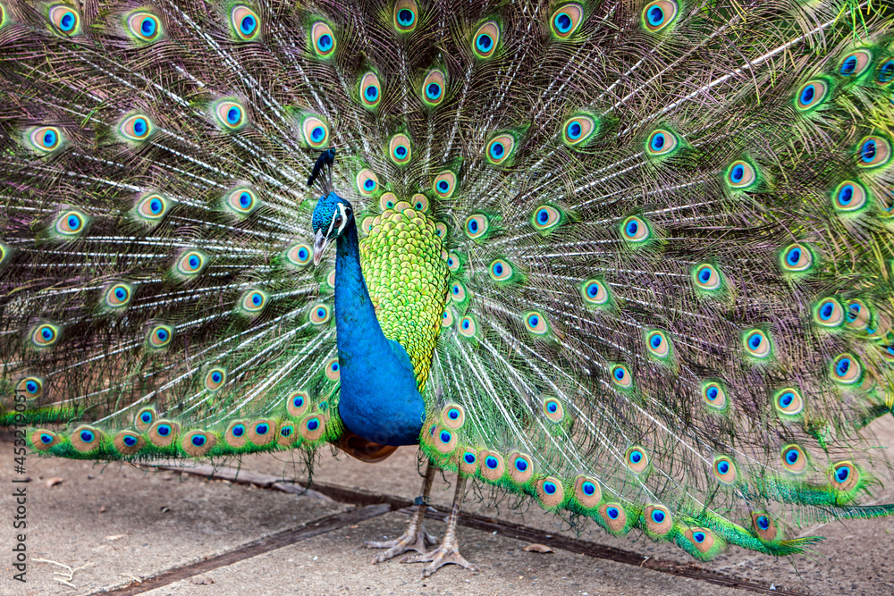 Obraz premium Peacock with spread feathers. 