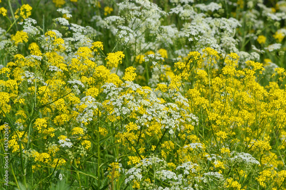 Summer background of flowering meadow plants on a natural background with soft selective focus. Summer background of flowering meadow plants on a natural background with soft selective focus.