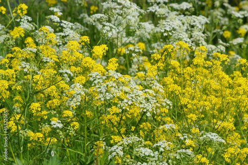 Summer background of flowering meadow plants on a natural background with soft selective focus.