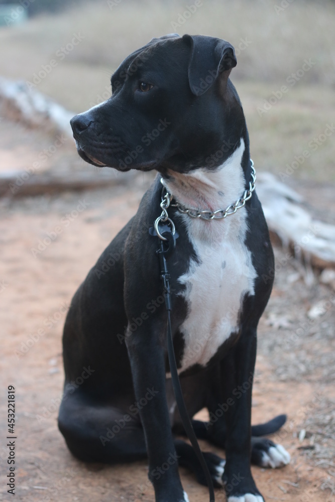 one male dog on trail