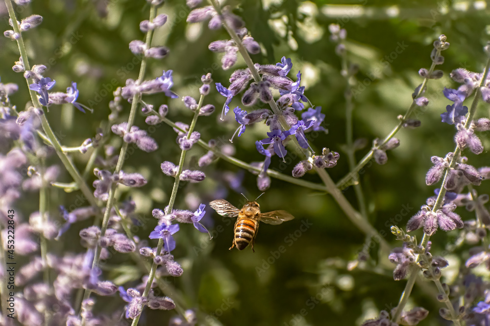 Macro of Bee in Flight Over Wild Flowers