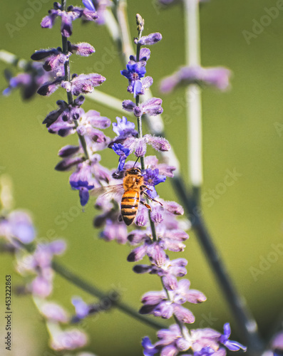 Fototapeta Naklejka Na Ścianę i Meble -  Macro of Bee in Flight Over Wild Flowers
