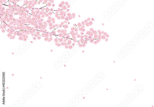 満開の桜の枝散り始めた花びら。和風