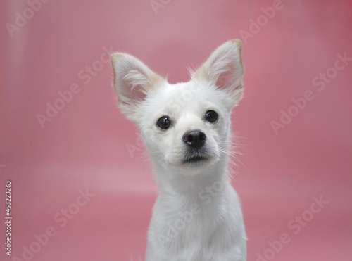                                      A sitting mixed white dog