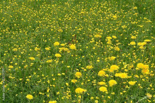 Spring or summer natural background of meadows 