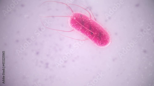 E coli bacteria in motion. Gram-negative rod shaped bacteria moving with its flagella through fluid.
 photo