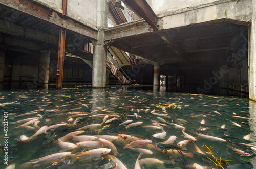Abandoned and flooded mall filled with fish in Bangkok, Thailand