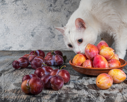 White cat sniffing plums of red and honey varieties photo