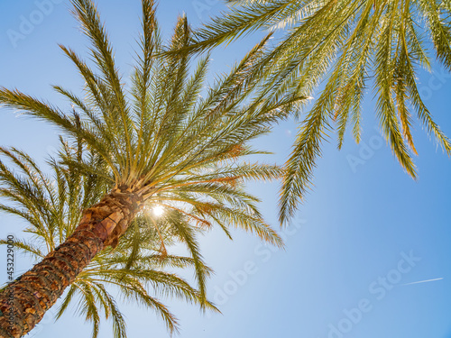 Close up shot of palm tree in Lake Las Vegas