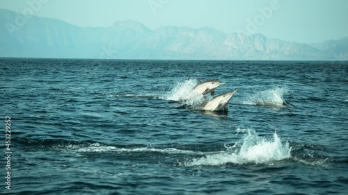 Wallpaper Mural Pod of Dolphins jumping in highspeed slow motion. Shot on Phantom Flex 4K Torontodigital.ca