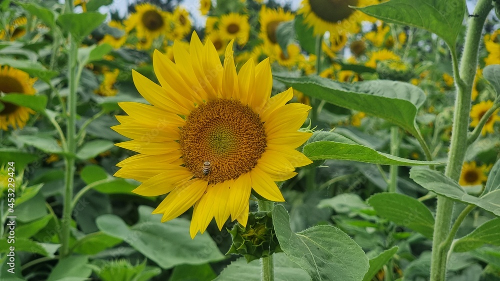 Obraz premium 포항 호미곳 해바라기