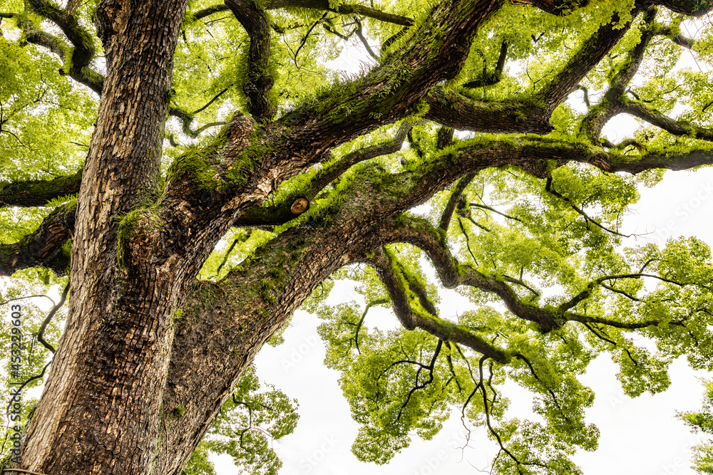hundred year old tree in Japan hundred year old tree in Japan