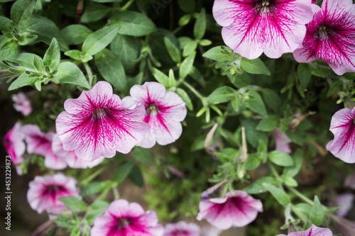 Pink flowers with green leaves in nature light. 