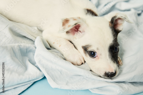 Black and white puppy lying down on light blue background. © BROTEstudio