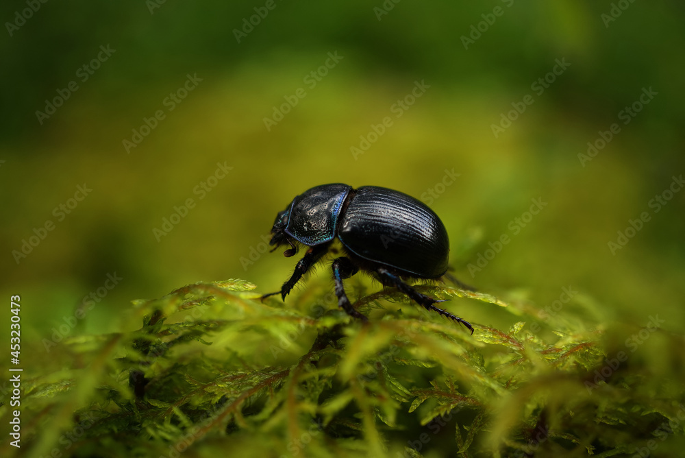 Dor beetle, Geotrupes stercorosus Dor beetle, Geotrupes stercorosus