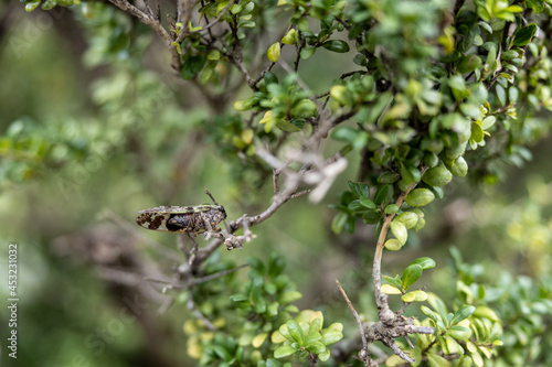 cicada close up on the tree  © Rick Neves