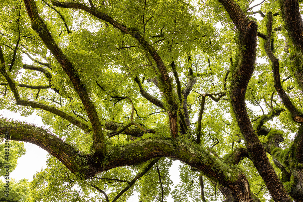 Obraz premium hundred year old tree in Japan 