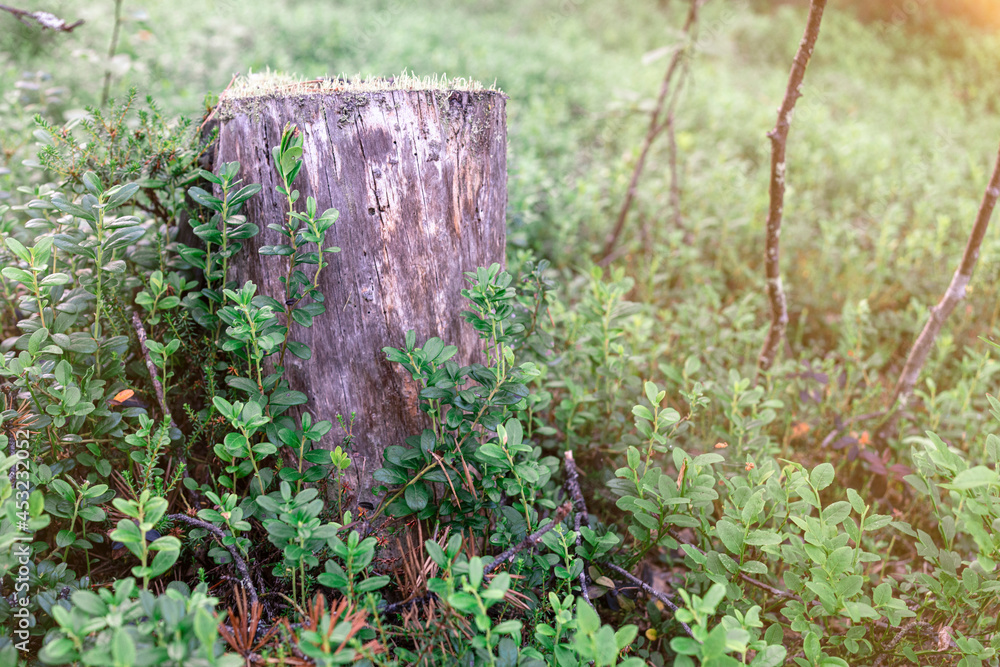 Partially lowered stump in front of trees in the taiga. Green background.