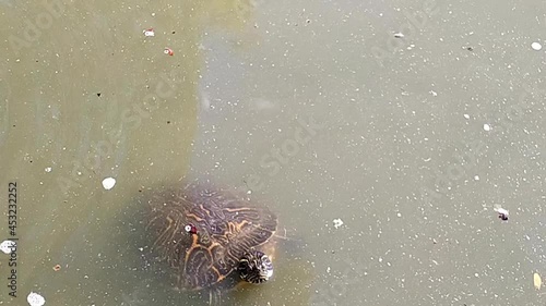 Big turtle under the green water in a pond comes out and pokes it's head out. It looks around and then swims out of view. photo