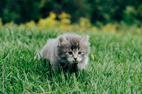 Little cat playing in the grass