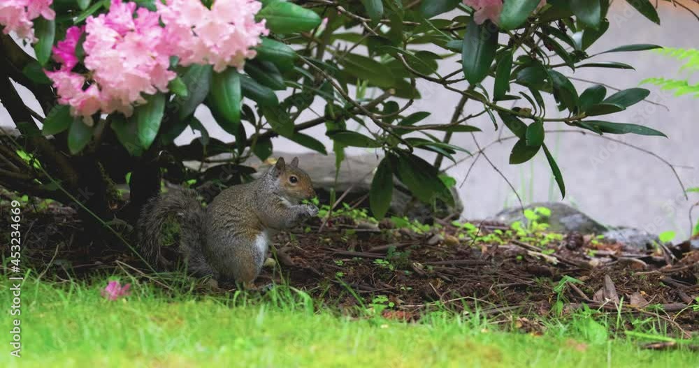 small gray squirrel sitting under a rhododendron bush small gray squirrel sitting under a rhododendron bush