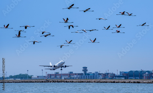 flamingos flying over the airport while a plane takes off