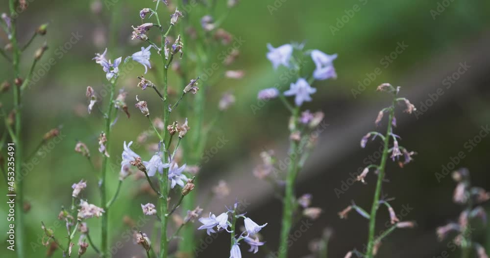 dry wood hyacinths growing in summer dry wood hyacinths growing in summer