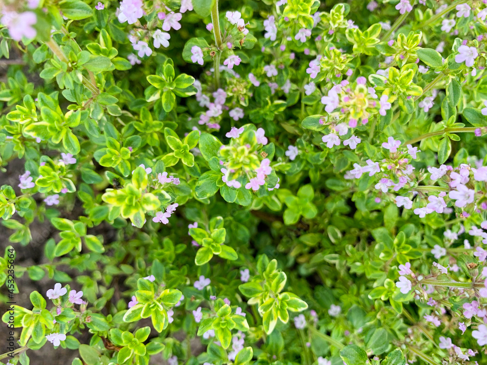 Thyme fresh leaves macro texture, high resolution photo. Abstract vegetable background. Thyme fresh leaves macro texture, high resolution photo. Abstract vegetable background.