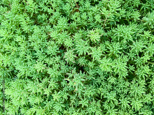 Sempervivum grean leaves macro backround. Abstract succulent plants photo