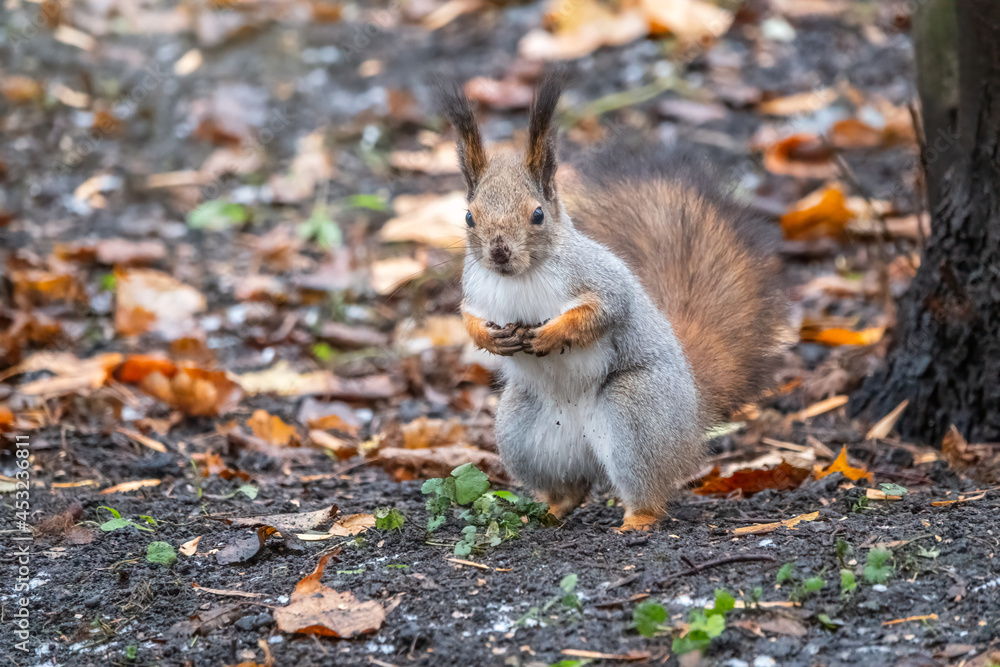Autumn Squirrel standing on its hind legs on on green grass with fallen yellow leaves Autumn Squirrel standing on its hind legs on on green grass with fallen yellow leaves
