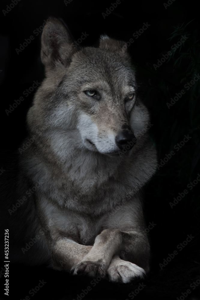 Fototapeta premium Portrait of condescending interrogative female she-wolf on black background, isolated,