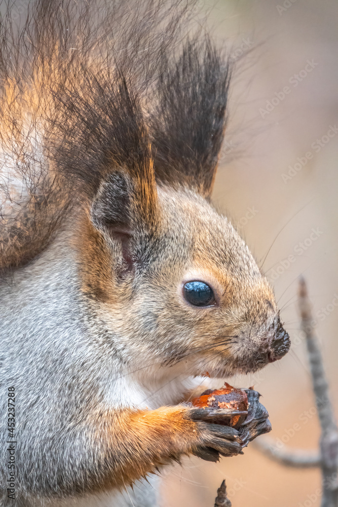 The squirrel with nut sits on tree in the winter or autumn. Eurasian red squirrel, Sciurus vulgaris.