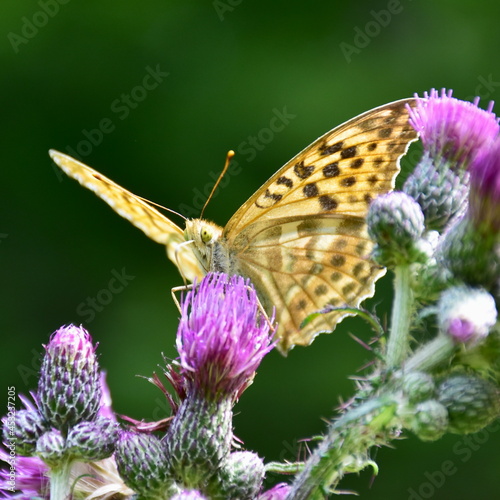 Fotografija butterfly silver-washed fritillary Argynnis paphia