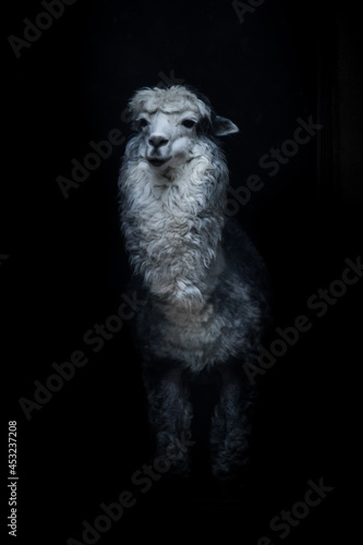 bouncy fluffy wool llama alpaca stands isolated on black background, in the dark