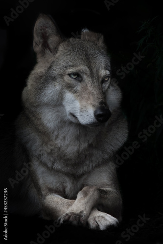 Portrait of condescending interrogative female she-wolf on black background, isolated,