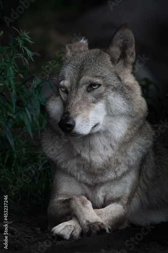 Portrait of a beautiful female wolf in a half turn large  looks skeptically appraising