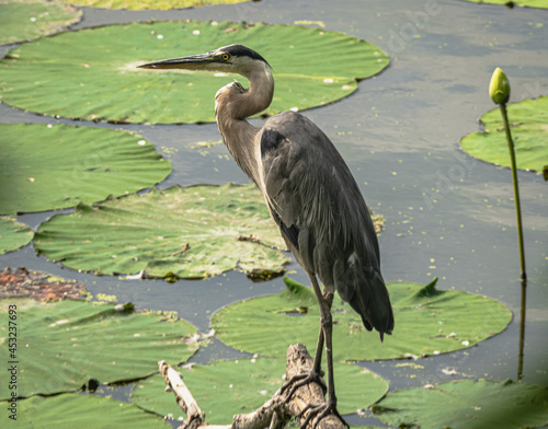 Vertical shot of a gray heron perched on a wooden stion water lily floating leaves photo