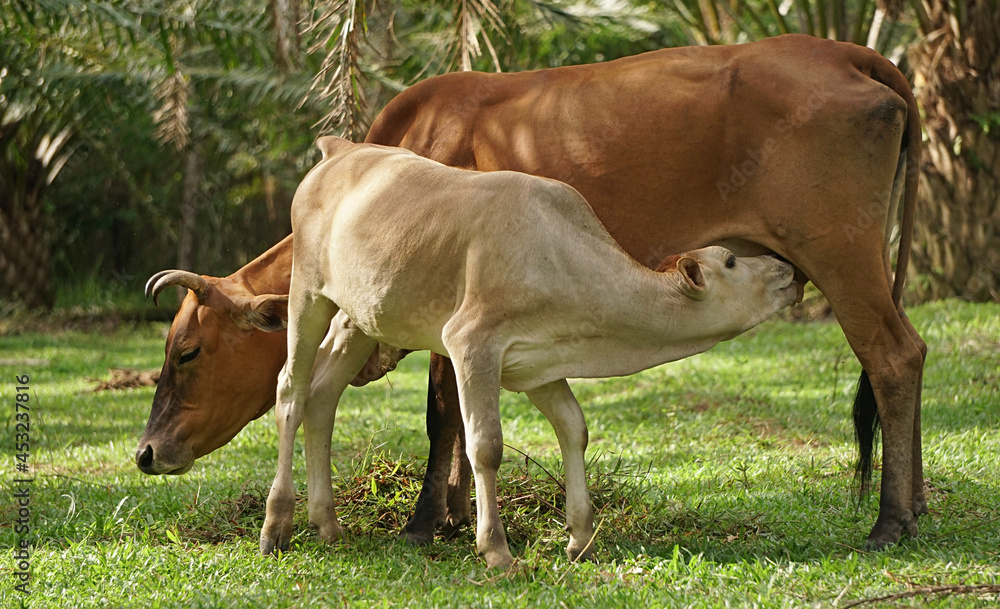 Calf drinking milk from mother cow's udder in farmland, Livestock in the countryside of Thailand
