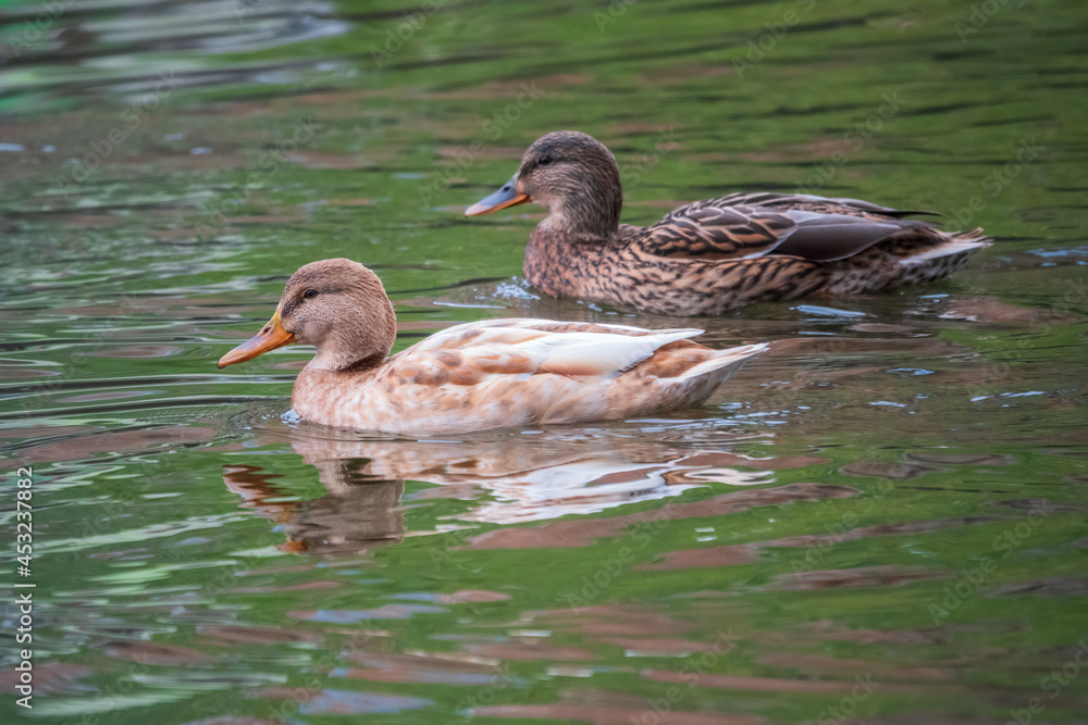 Yellow colored Mallard female Duck swims in the pond. Animal polymorphism Yellow colored Mallard female Duck swims in the pond. Animal polymorphism