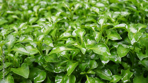 Green watercress wet leaves after watering, Fresh organic plant vegetables