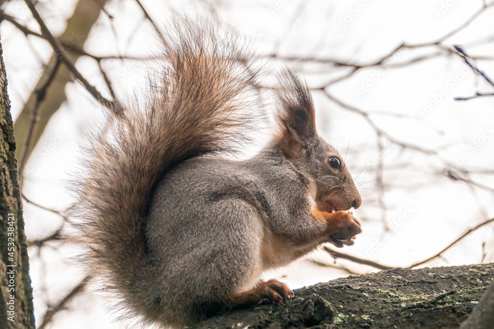 Squirrel with nut in Autumn sits on a branch Squirrel with nut in Autumn sits on a branch