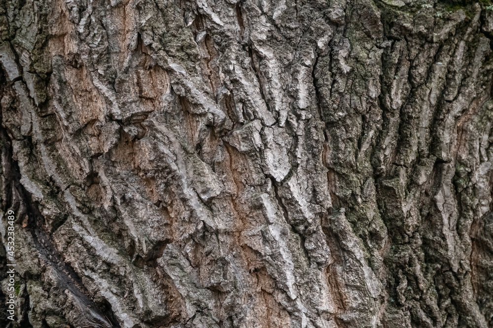 Texture of the bark of old maple tree. Cracked bark, embossed texture of the maple Texture of the bark of old maple tree. Cracked bark, embossed texture of the maple
