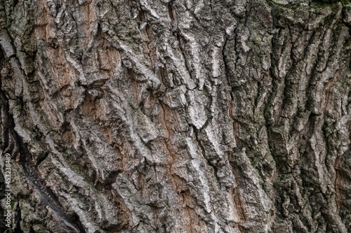 Texture of the bark of old maple tree. Cracked bark, embossed texture of the maple